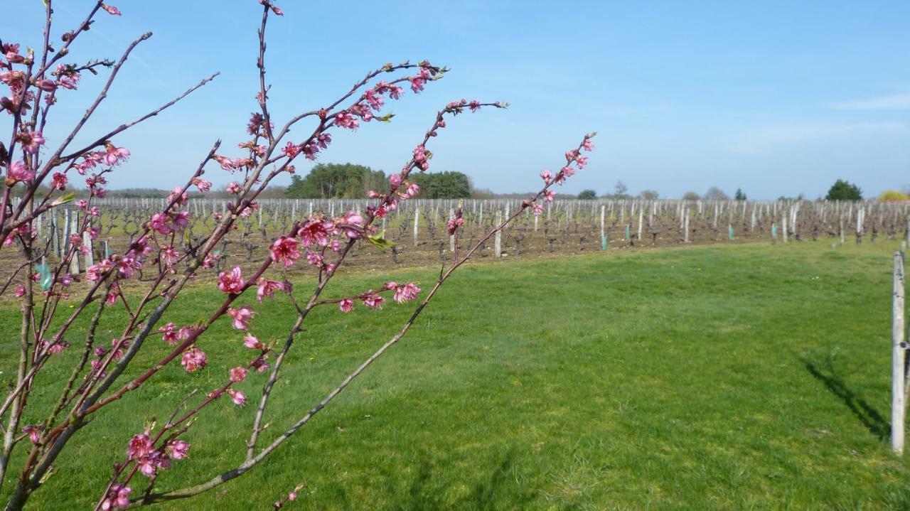 L'Ecrin Au Coeur Des Vignes Villa Saint-Georges-sur-Cher Exterior foto
